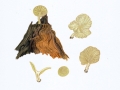 Chrysomphalina grossula (Pers.) Norvell, Readhead & Ammirati , Olivgelber Goldnabeling , Gelbgrüner Nabeling