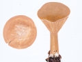 Infundibulicybe geotropa (Bull.: DC.) Harmaja , Mönchskopf-Trichterling , Falber Riesentrichterling