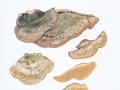 Coriolopsis trogii (Berk.) Domanski , Blasse Borstentramte , Trog'sche Tramete