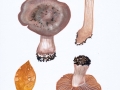 Cortinarius (Ser.) aprinus Melot agg. , Großer Dickfuß , Wildschwein-Gürtelfuß