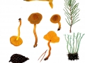 Cortinarius (Derm.) croceus (Schaeff.) Hoil. , Safranblättriger Hautkopf , Gelbblättriger Hautkopf