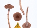 Cortinarius (Ser.) pholideus (Fr.: Fr.) Fr. , Braunschuppiger Gürtelfuß , Braunschuppiger Birken-Raufuß