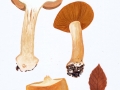 Cortinarius (Phleg.) talus  Fr. , Falbblättriger Klumpfuß , Sägeblättriger Klumpfuß , Falbblättriger Honig-Klumpfuß2