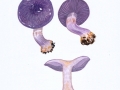 Cortinarius (Phleg.)  terpsichores Melot , Schönvioletter Klumpfuß