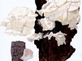 Dentipellis fragilis (Pers.: Fr.) Donk , Zarter Stachelrindenpilz , Zahnhaut