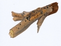 Diatrype bullata (Hoffm.: Fr.) Tul. , Blasiges Eckenscheibchen