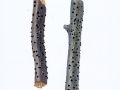 Diatrypella verruciformis  (Erh.) Nitschke , Warziges Eckenscheibchen