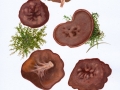 Gyromitra perlata (Pers.: Fr.) Kreisel , Nadelholz-Scheibenlorchel