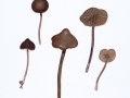 Entoloma juncinum (Kühner & Romagn.) Noordel. , Rundsporiger Glöckling , Binsenstieliger Glöckling , Grobgeriefter Glöckling