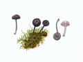Entoloma sodale (Kühner & Romagn.) Noordel. , Montaner Blaustiel-Zärtling , NPH