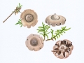 Geastrum fimbriatum Fr. , Gewimperter Erdstern
