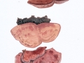 Hapalopilus rutilans (Pers.: Fr.) Murrill , Zimtfarbener Weichporling