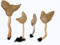 Helvella elastica Bull.: Fr. , Elastische Lorchel