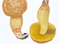 Hemileccinum depilatum (Redeuilh) Sutara , Gefleckthütiger Röhrling,  Gehämmerter Röhrling , 2