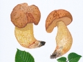 Hemileccinum depilatum (Redeuilh) Sutara , Gefleckthütiger Rührling , Gehämmerter Röhrling