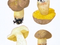 Hemileccinum impolitum (Fr.) Sutara , Fahler Röhrling, Blasshütiger Röhrling