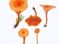 Hygrophoropsis aurantiaca (Fr.) Karst. , Falscher Pfifferling