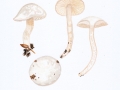Hygrophorus eburneus (Bull.: Fr.) Fr. , Elfenbein-Schneckling