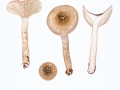 Hygrophorus mesotephrus Berk. & Broome ,  Ungenatterter Schleimstiel-Schneckling , Graubrauner Schleimstiel-Schneckling