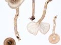 Hygrophorus mesotephrus Berk. & Broome , Ungenatterter Schleimstiel-Schneckling , Graubrauner Schleimstiel-Schneckling ,2