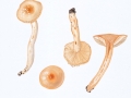 Hygrophorus unicolor Gröger , Orangefalber Schneckling