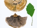 Inonotus cuticularis (Bull.: Fr.) Karst. , Flacher Schillerproling