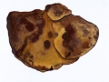 Inonotus hispidus (Bull.: Fr.) Karst. , Zottiger Schillerporling , 2