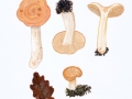 Lactarius chrysorrheus Fr. , Goldflüssiger Milchling
