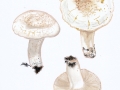Lactarius piperatus (L.: Fr.) Pers. , Echter Pfeffer-Milchling , NPH