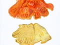Laetiporus sulphureus (Bull.: Fr.) Murrill , Schwefelporling