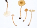 Lepiota castanea Quél. , Kastanienbrauner Schirmling , Rotbrauner Schirmling , Feuerfuchsiger Schirmling