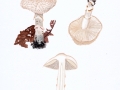 Lepiota clypeolaria (Bull.: Fr.) Kumm. , Wolliggestiefelter Schirmling , Blasser Wollstiel-Schirmling