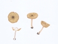 Lepiota forquignonii Quél. , Olivgrauer Schirmling