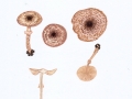 Lepiota pseudolilacea Huijsman , Manschetten-Schirmling