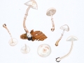 Leucoagaricus sericifer (Locq.) Vellinga , Glänzender Egerlingsschirmling