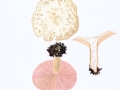 Leucopaxillus rhodoleucus (Romell.) Kühner , Rosablättriger Krempenritterling 2