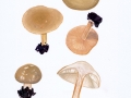Melanoleuca cognata (Fr.) Konrad & Maubl. ,  Cognacfarbener Weichritterling