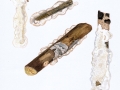 Meruliopsis corium (Pers.: Fr.) Ginns , Gemeiner Lederfältling