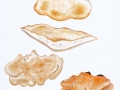 Oligoporus fragilis (Fr.) Gilb. & Ryvarden , Braunfleckender Saftporling , NPH