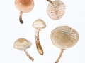 Oudemansiella mucida (Schrad:: Fr.) Höhn. Beringter Schleimrübling , Beringter Buchen-Schleimrübling , NPH