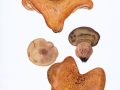 Paxillus validus C. Hahn , Großer Krempling , 2