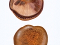 Paxillus validus C. Hahn , Großer Krempling