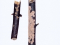 Peniophora incarnata (Pers.: Fr.) Karst, , Orangefarbener Zystidenrindenpilz , Fleischroter Zystidenrindenpilz