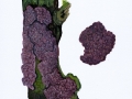 Peniophora quercina (Pers.: Fr.) Cooke , Eichen-Zystidenrindenpilz
