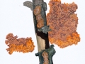 Phlebia radiata Fr. , Orangeroter Kammpilz