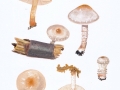 Pholiota lenta (Pers.: Fr.) Singer , Tonweißer Schüppling , Tonfalber Schüppling