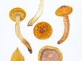 Pholiota limonella  (Peck) Sacc. , Kleinsporiger Schüppling