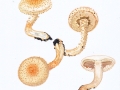 Pholiota  squarroides (Peck) Sacc. , Bleicher Schüppling