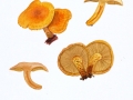 Pholiota tuberculosa (Schaeff.: Fr.) Kumm. , Krummstieliger Schüppling