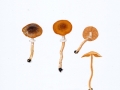 Pholotina aporos (Kits va Wav.) Clémencon , Frühlings-Glockenschüppling